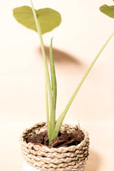 Leucocasia gigantea